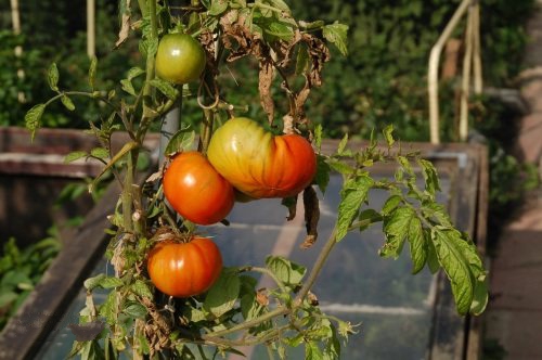 用智慧農業物聯網的模式種植西紅柿